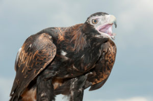 Wedge-tailed eagle (Aquila audax) squawking, Brisbane, Queensland, Australia Wedge-tailed eagle (Aquila audax) squawking, Brisbane, Queensland, Australia